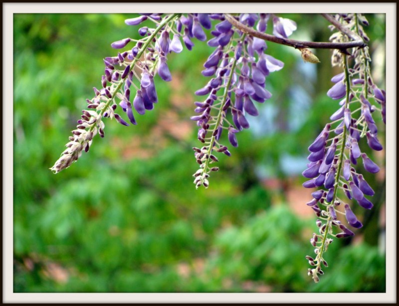 flores lilas