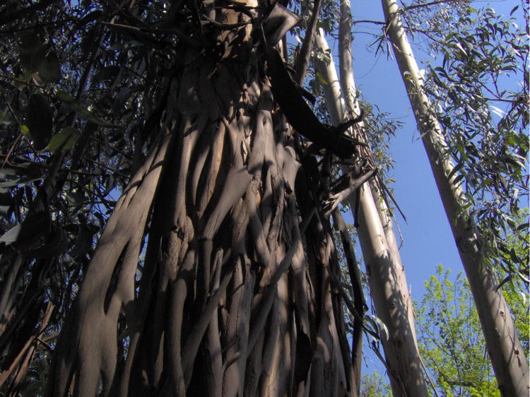 Arbol agrietado