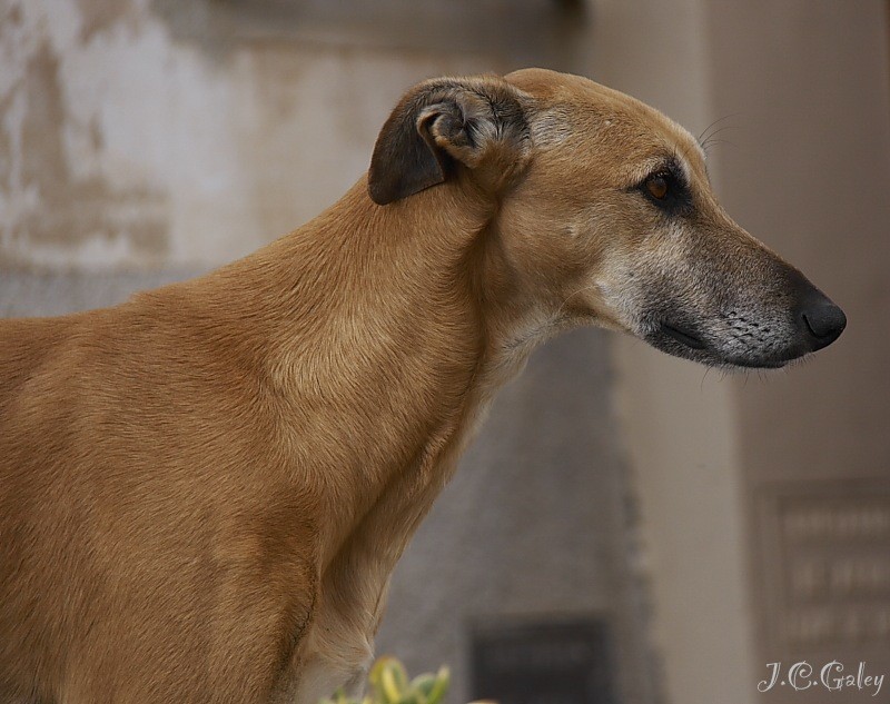 Un galgo alegre