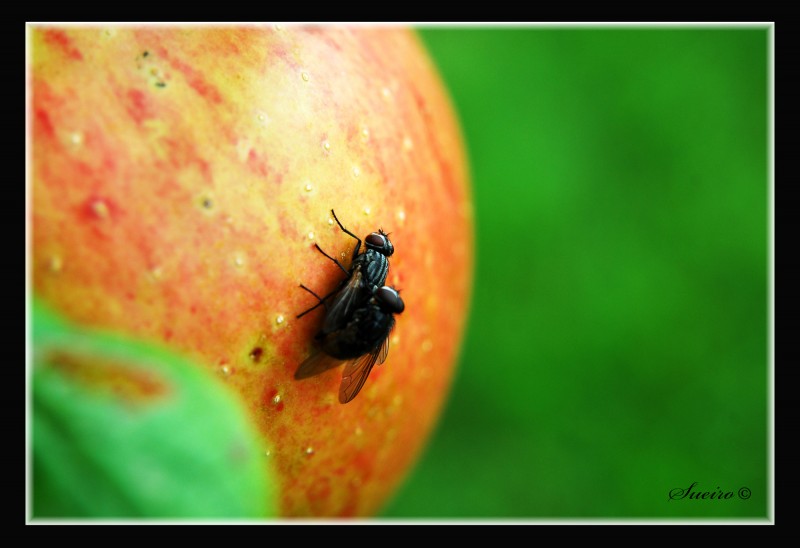 en una manzana