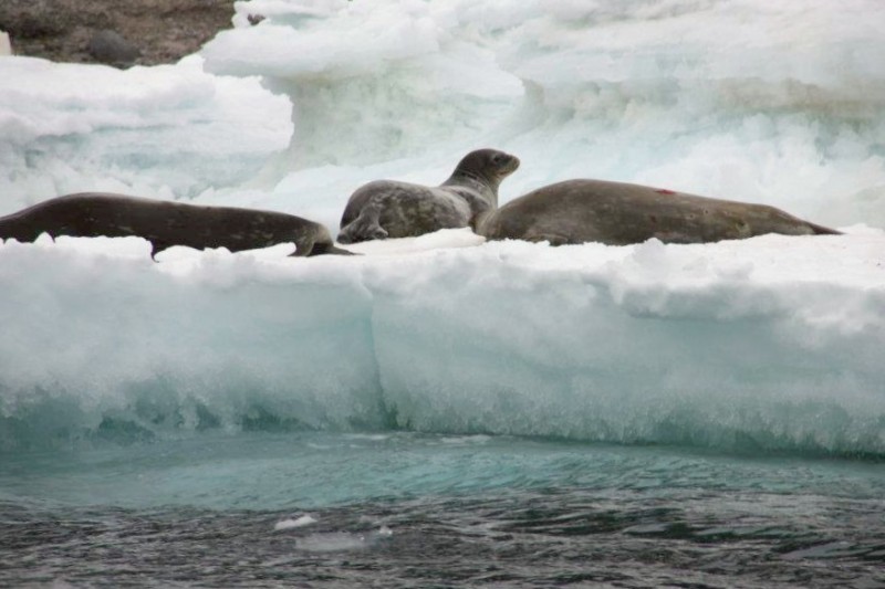 focas leopardas