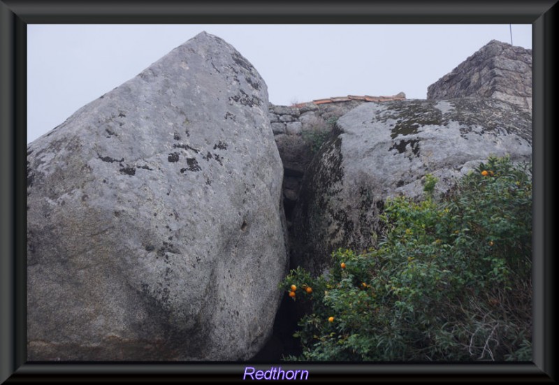 Un naranjo entre bloques de piedra