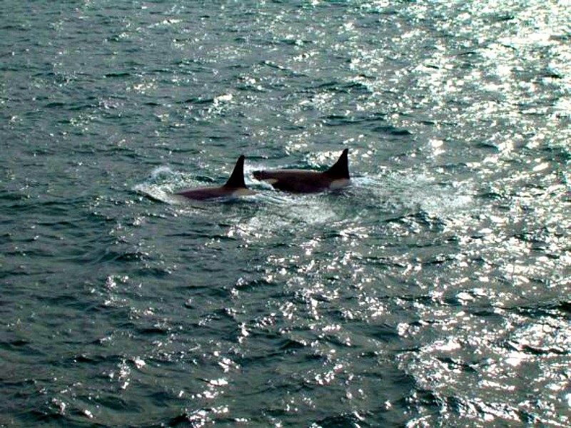 Ballenas Orca