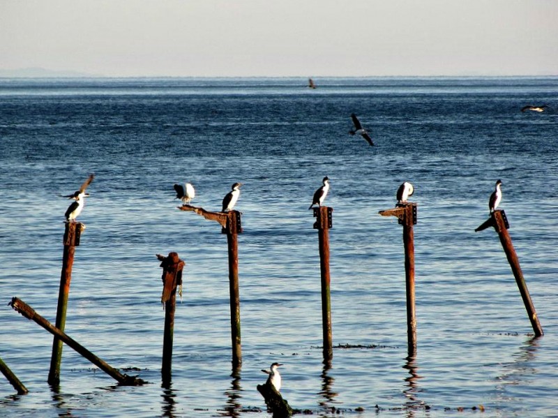 Muelle viejo