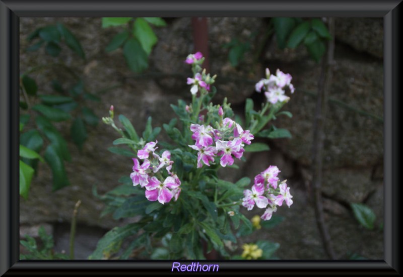 Las flores de Monsanto