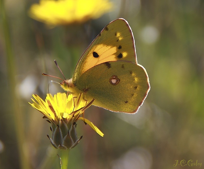 Colias crocea