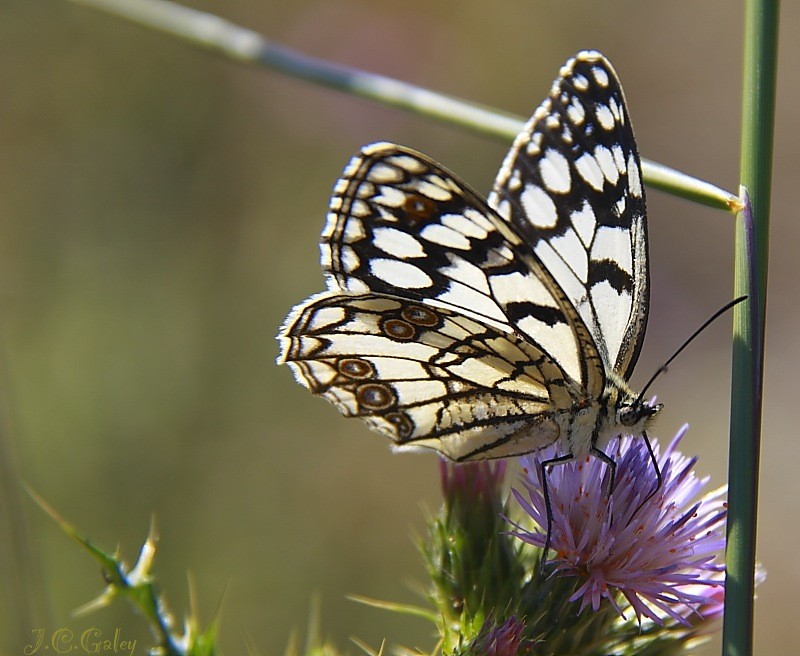  Melanargia ines