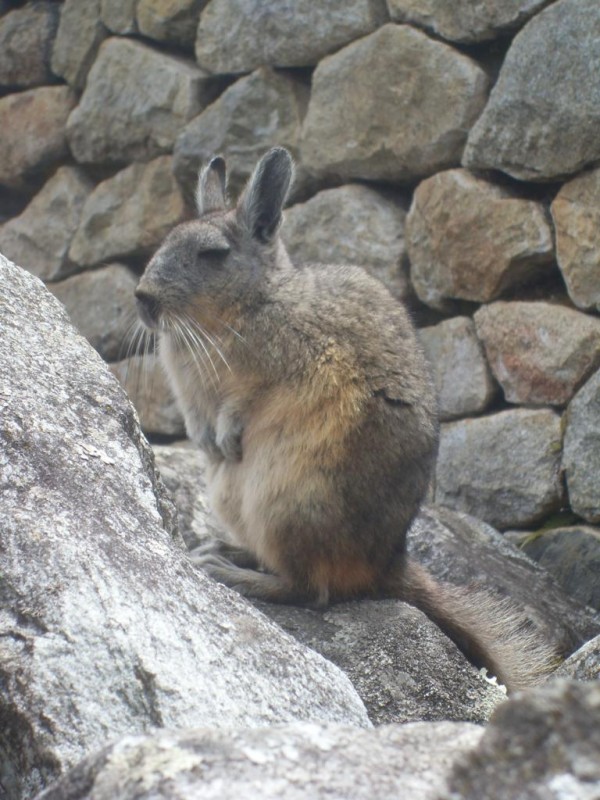 UNA ARDILLA