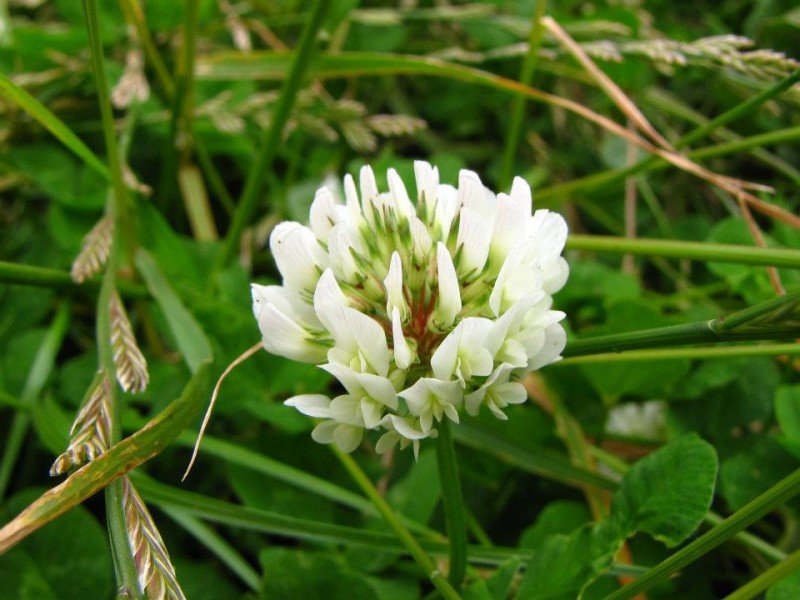 flor del trebol