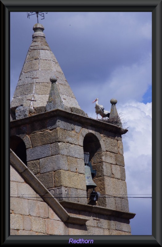 Torre de la iglesia matriz con cigeas