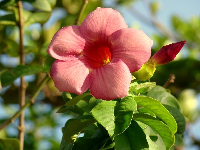 Flores de Ciudad Bolvar 1