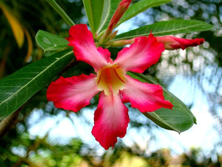 Flores de Ciudad Bolvar 2