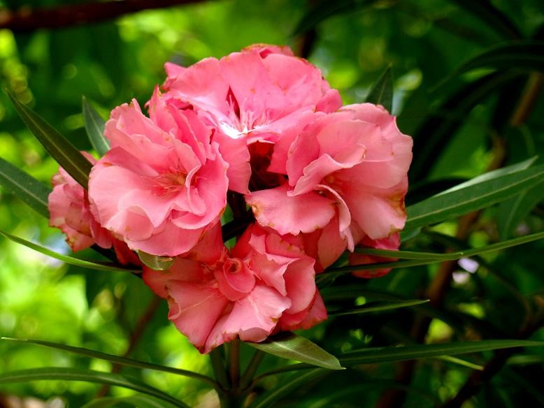 Flores de Ciudad Bolvar 3