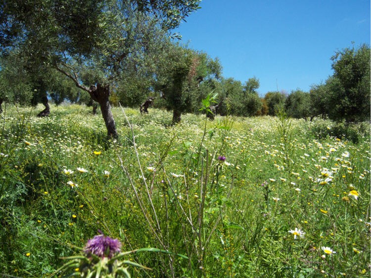 Olivar florido