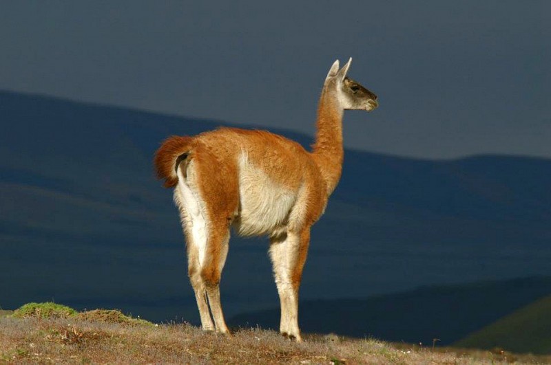 Guanaco