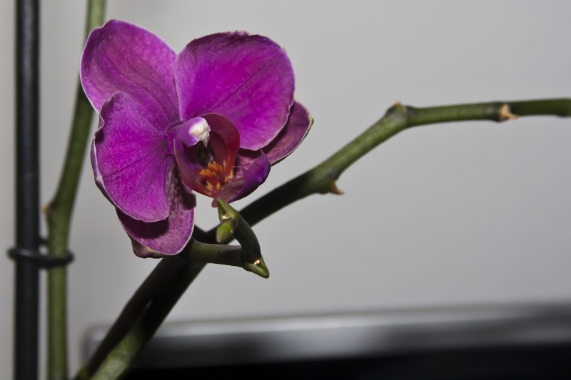 ORQUIDEA