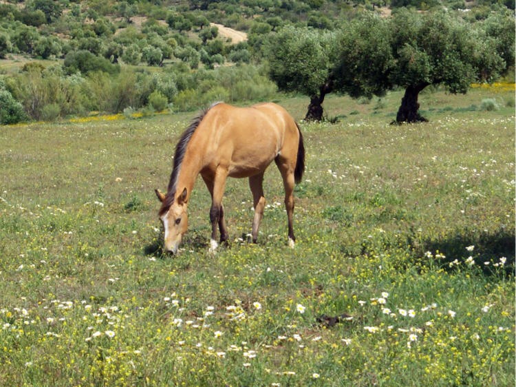 Caballo pastando