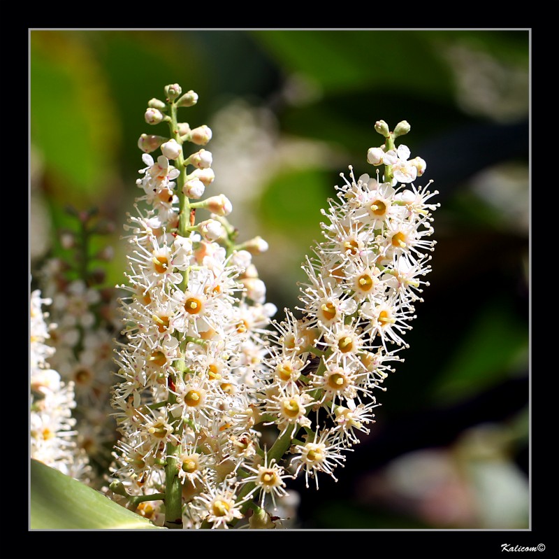 Colores encontrados: blanco