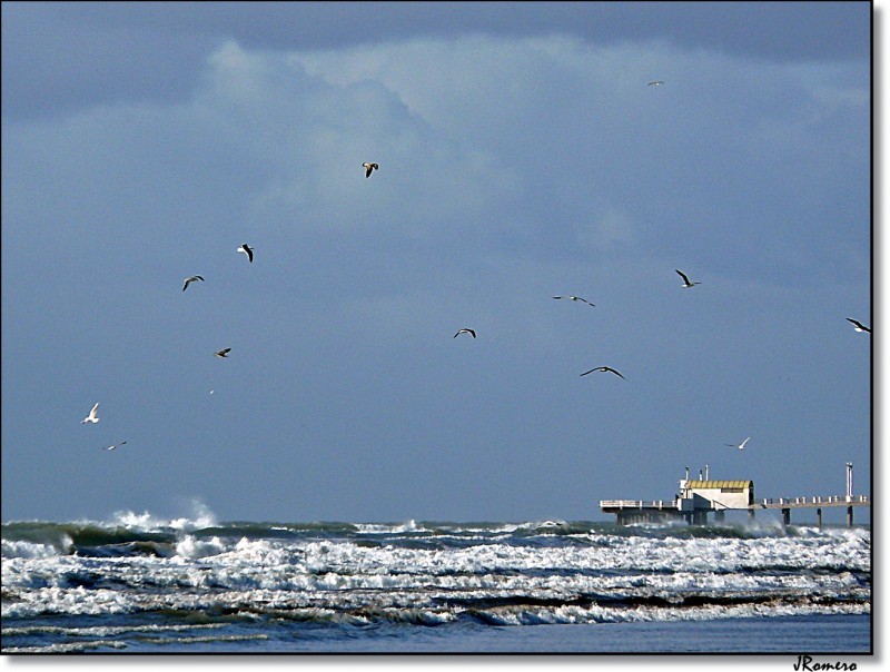 Gaviotas