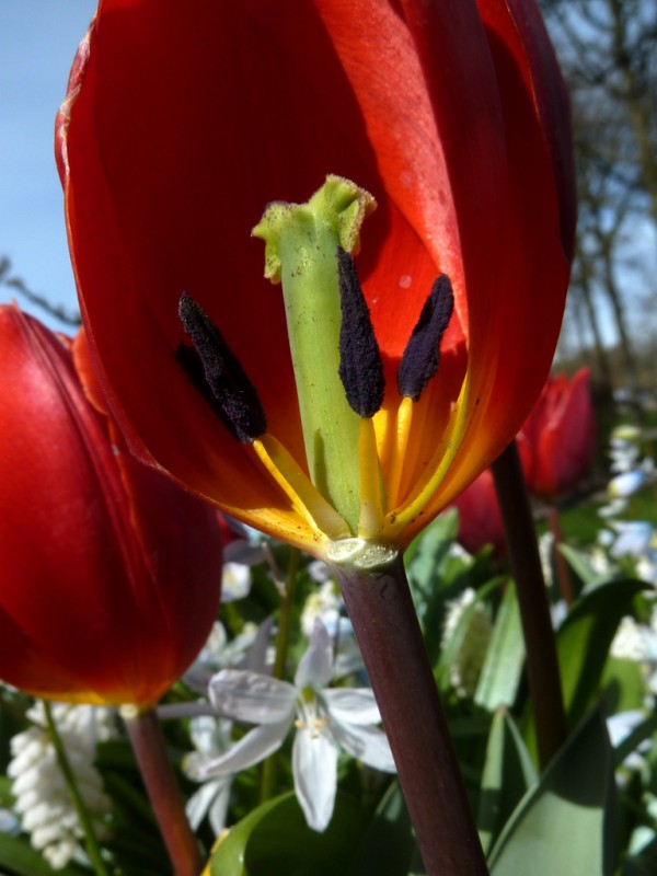 tulipa profanada