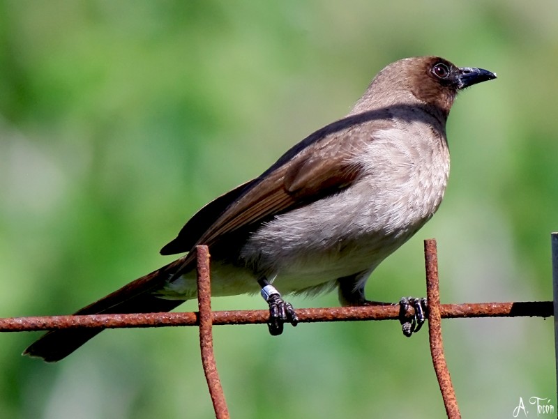 Bulbul Naranjero