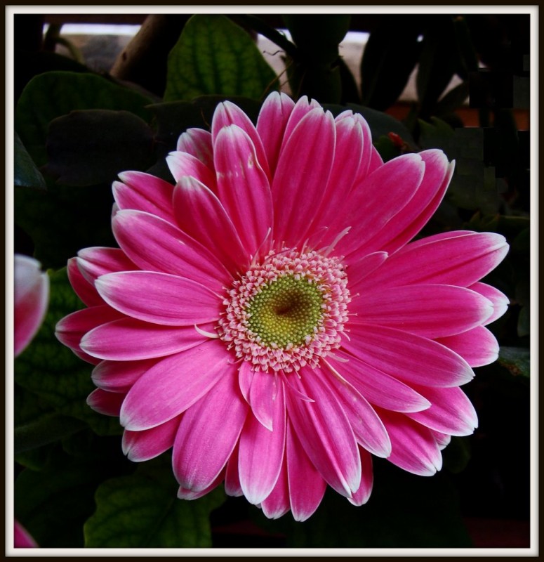 gerbera rosa