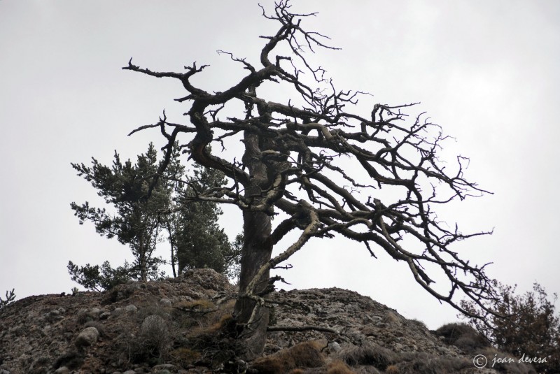 Naturaleza muerta