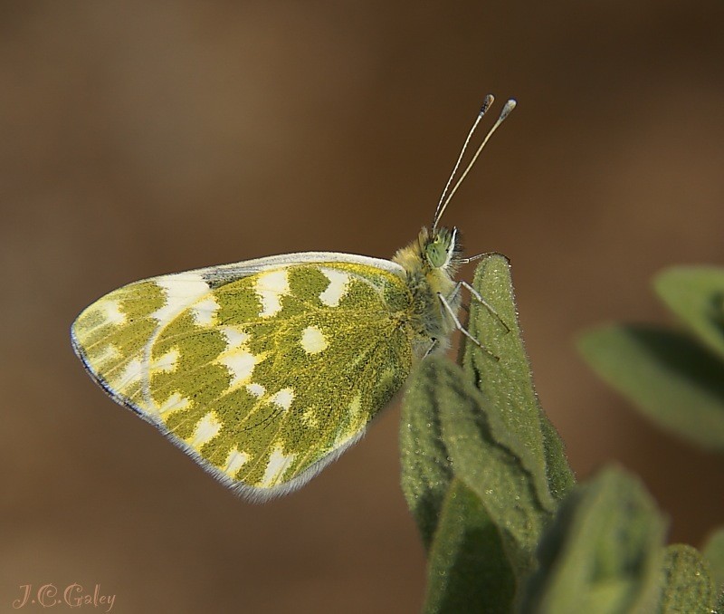 Pontia daplicide