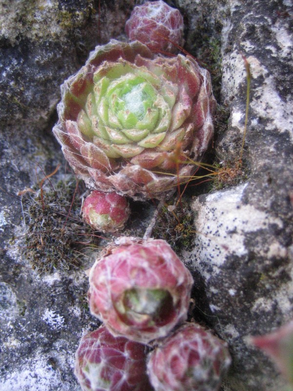 Cactus en la roca