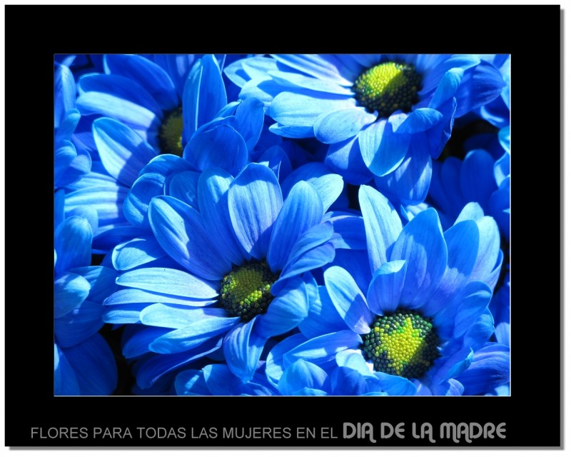 Flores para todas las Mujeres en el Da de la Madre. Fotografa: Mario Cid