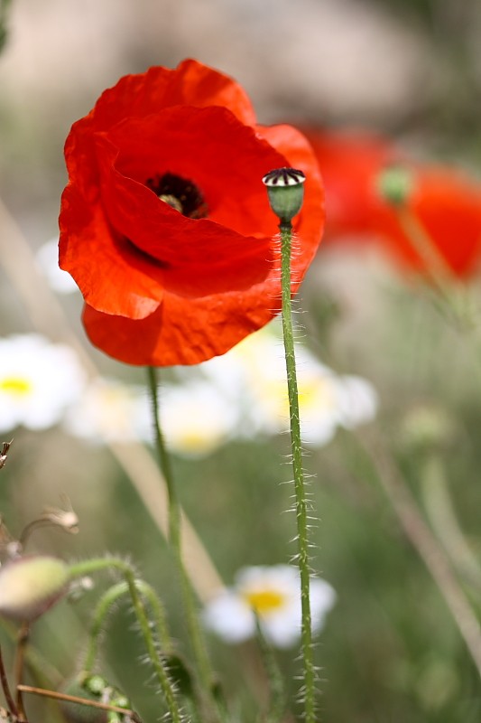 amapolas2012