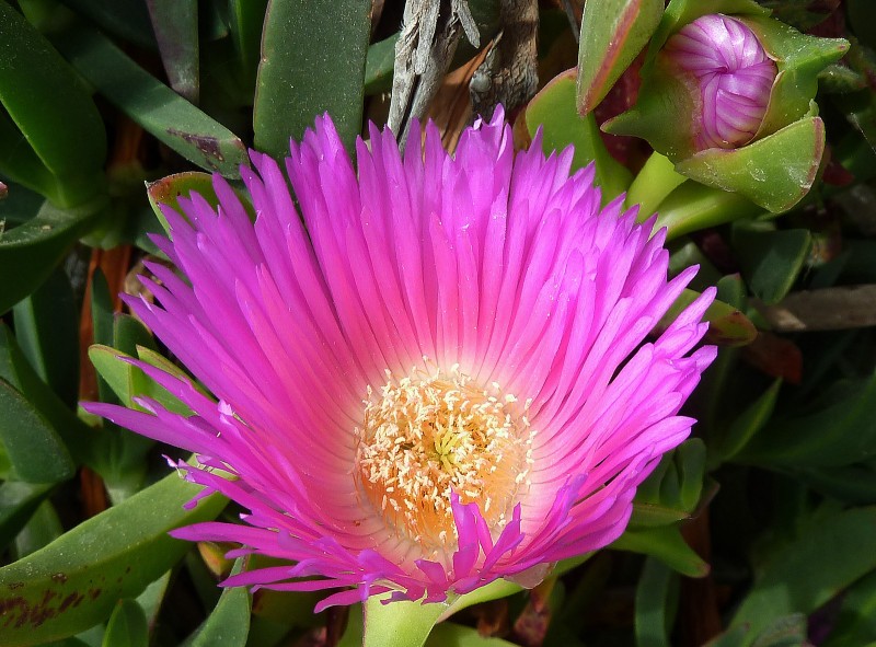 Flores de Mayo 12 05