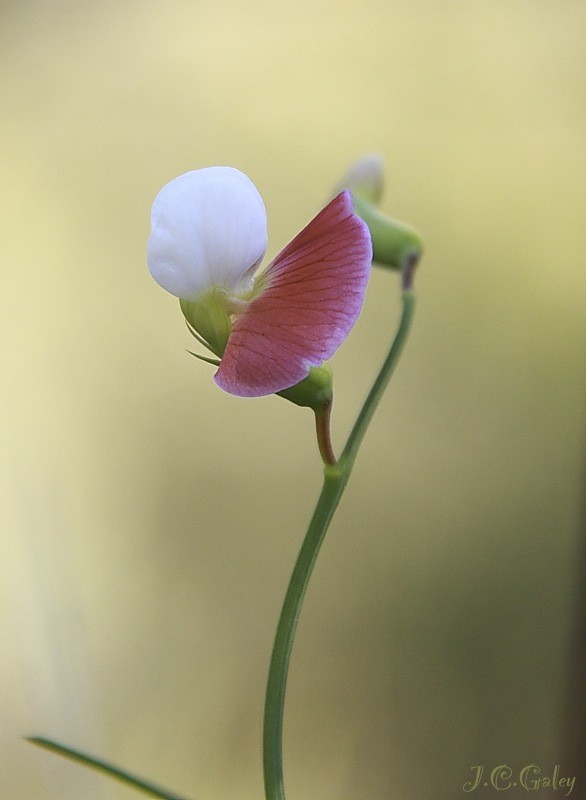 perfil floral