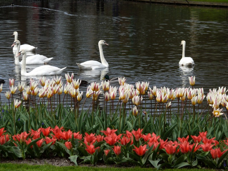 cisnes y narcisos