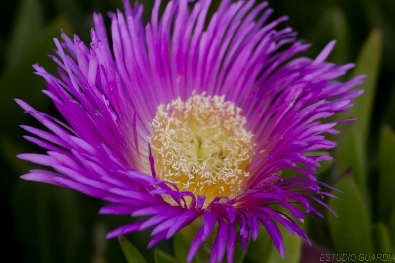 FLOR DIENTE DE LEON