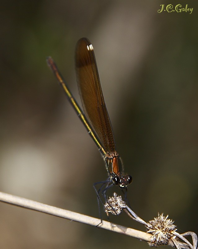 Calopteryx haemorrhoidalis