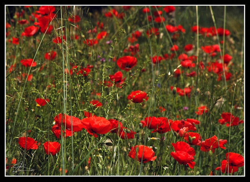 Amapolas en grupo