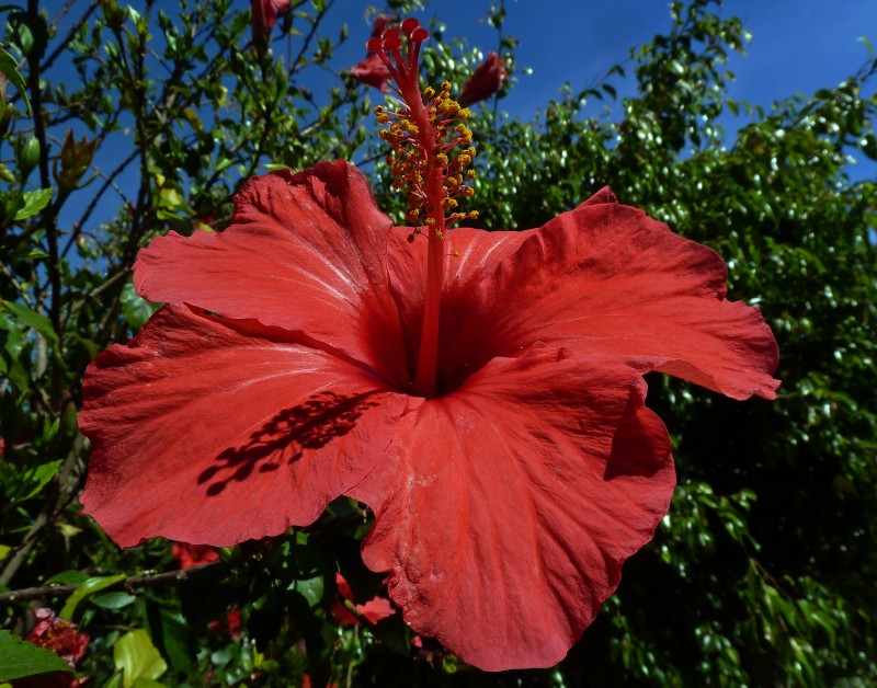 Flores de Mayo 12 07