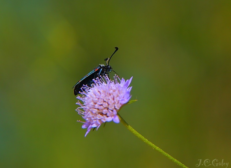 Escabiosa y  zygaena