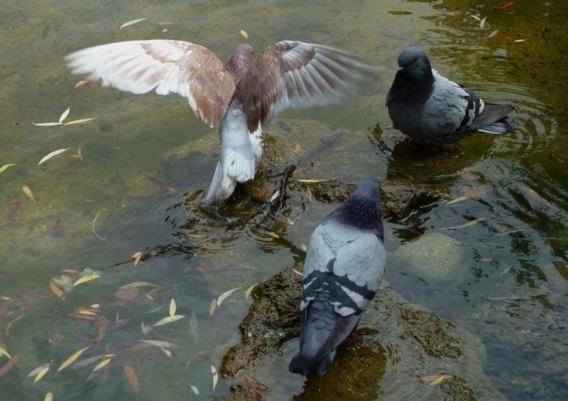 reunin de palomas