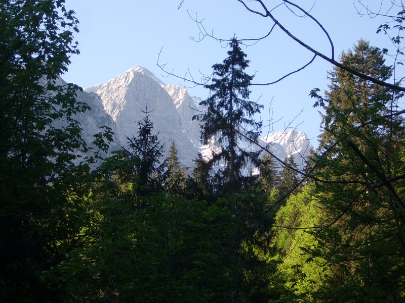 Una ventana en el bosque