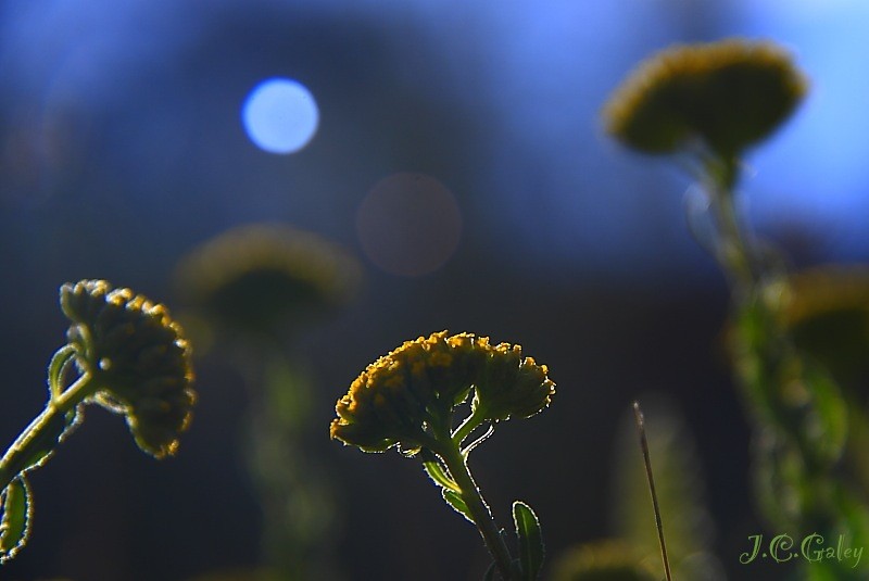 atardecer insectil