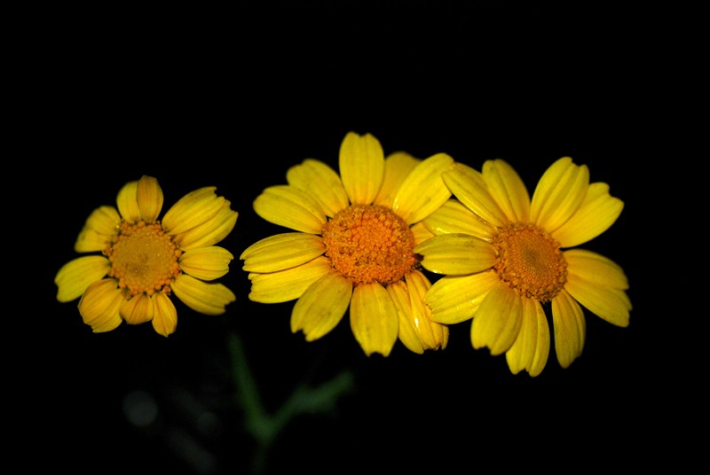 Flores silbestre