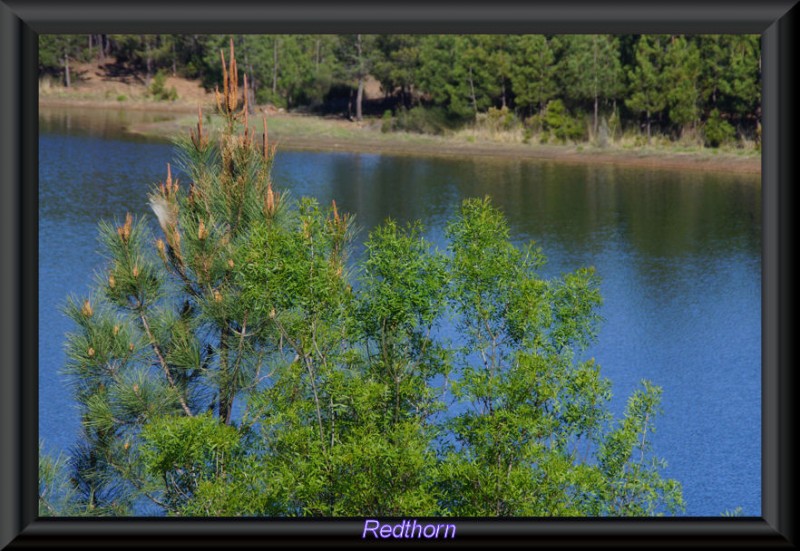 Los pinos rodean el embalse