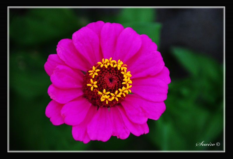 flores de mayo