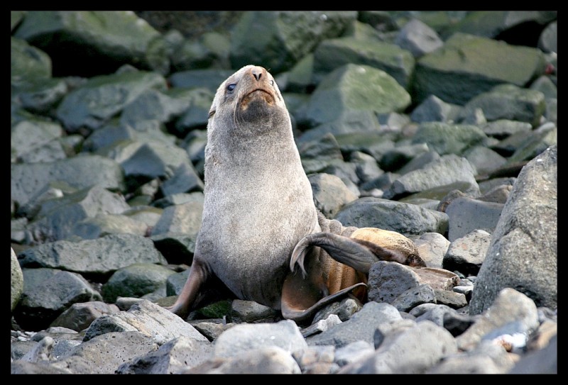 Foca On de Rocks