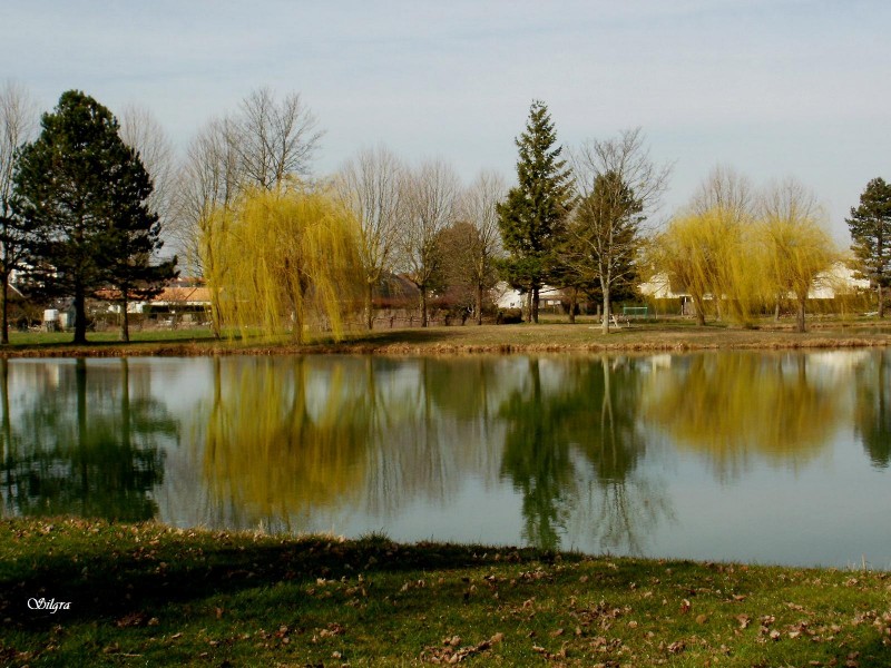 Arboles en el agua