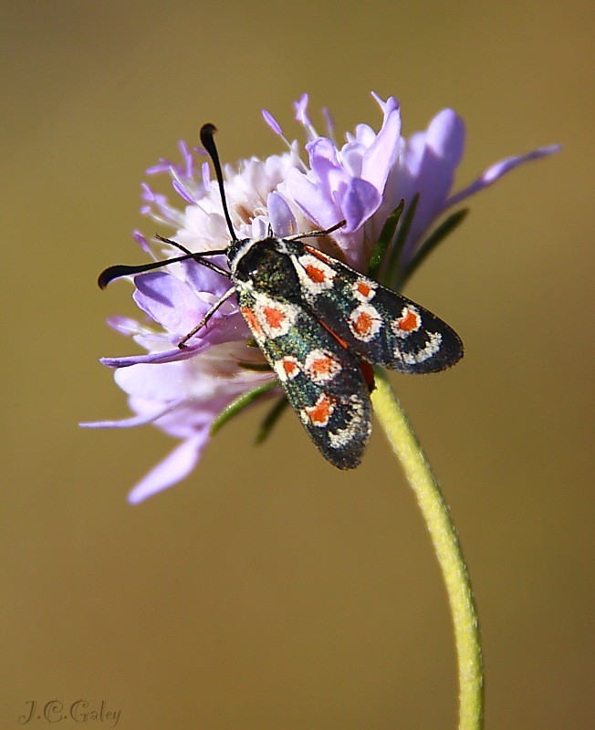 Zygaena occitanica