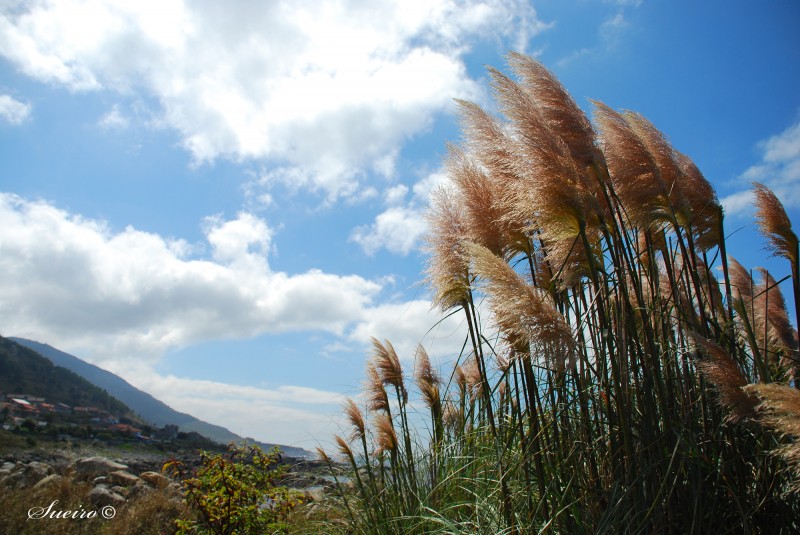 al viento