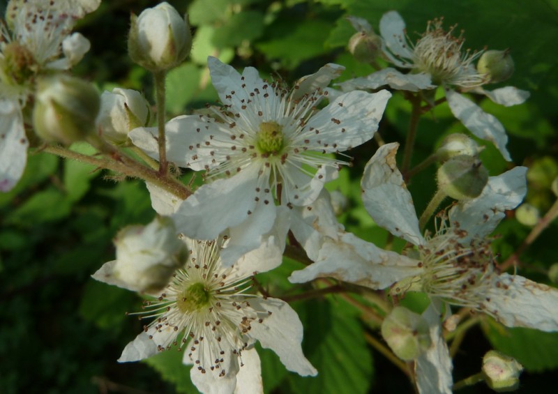 flores silvestres